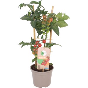 Gelbe Cherrytomate 'GROW by OBI' im Topf, ca. 45-55 cm hoch. Ideal für Balkon und Terrasse.