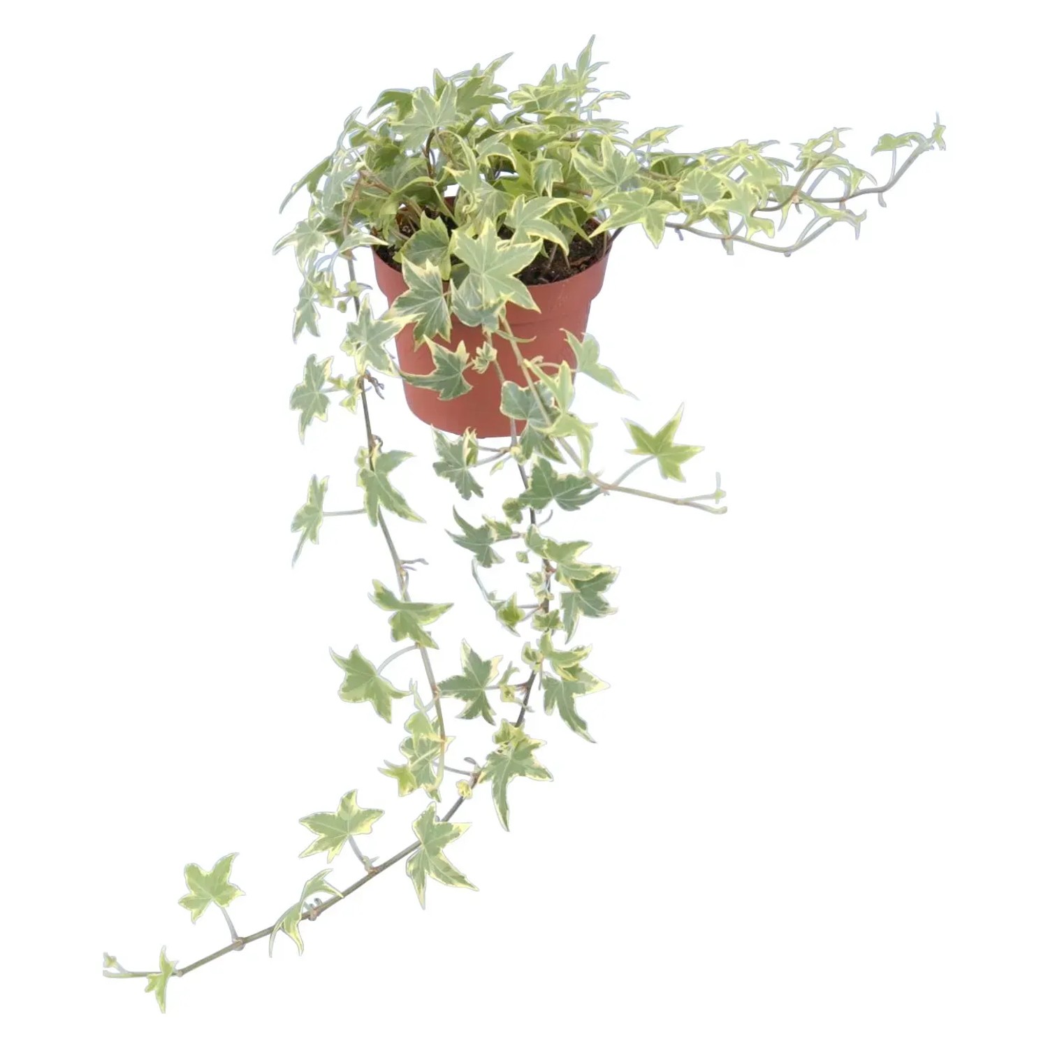 GROW by OBI Efeu Topf  ca. 13 cm Gelb-Bunt Hedera Helix kaufen bei OBI