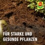 Nahaufnahme von Compo Bio Pflanzerde (torffrei) mit Pflanze und dem Text "Für starke und gesunde Pflanzen".