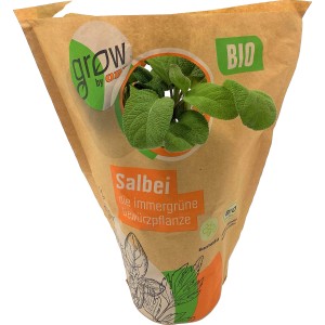 Grow by OBI Bio Salbei im Topf, eine aromatische Küchenkräuter-Pflanze.