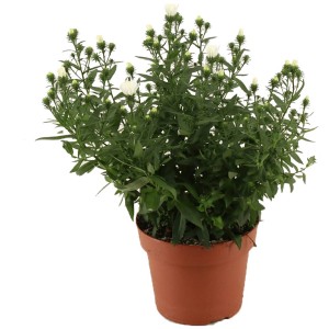 Aster Snow White im 14 cm Topf, eine buschige Chrysantheme mit weißen Blüten.