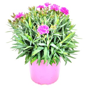 Pinke GROW by OBI Nelke Sunnade im Topf, 26 cm hoch.