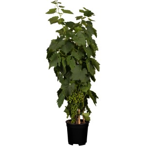 GROW by OBI Weintraube Phoenix im Topf, grüne Blätter und Trauben.