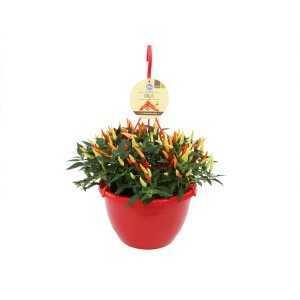 Blu Chili Ampel, rote Chili-Pflanze im Topf, ca. 27 cm Durchmesser.