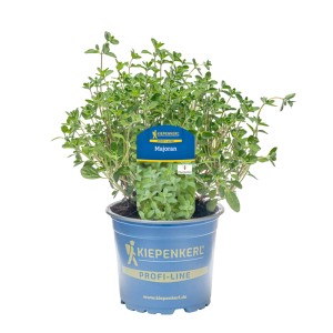 Kiepenkerl Majoran Küchenkräuter im blauen Topf, ca. 12 cm Durchmesser, mit grünen Blättern.