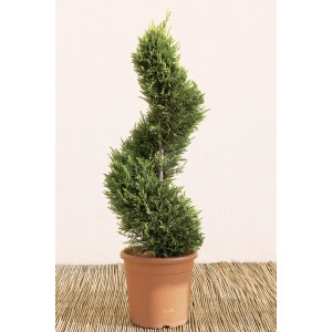 Riesenzypresse Castlewelland Gold als Formgehölz im Topf, Höhe ca. 100 cm.