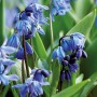 Nahaufnahme des blauen Sibirischen Blausterns (Scilla siberica) von GROW by OBI, eine Frühlings-Blumenzwiebel.