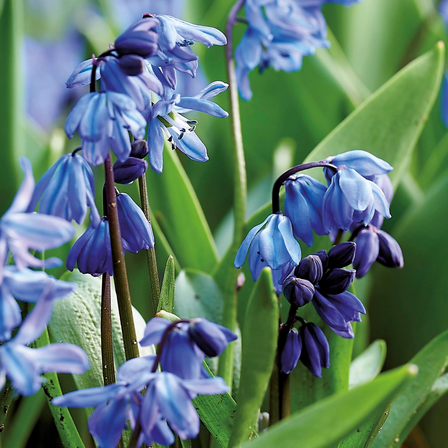 Nahaufnahme des blauen Sibirischen Blausterns (Scilla siberica) von GROW by OBI, eine Frühlings-Blumenzwiebel.