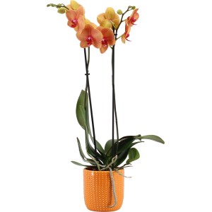 Schmetterlingsorchidee "Golden Brick" Orange-Gelb 2-Trieber Topf-Ø ca. 12 cm