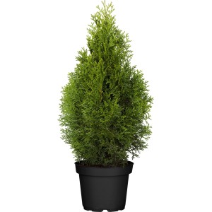 Lebensbaum "Smaragd" Set à 45 Stück Höhe ca. 60 - 80 cm Thuja occidentalis