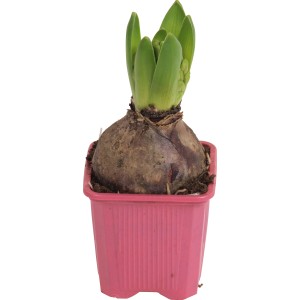 Rosa Hyazinthe im Topf (ca. 7 cm Ø). Frühjahrsblüher für Balkon und Garten.