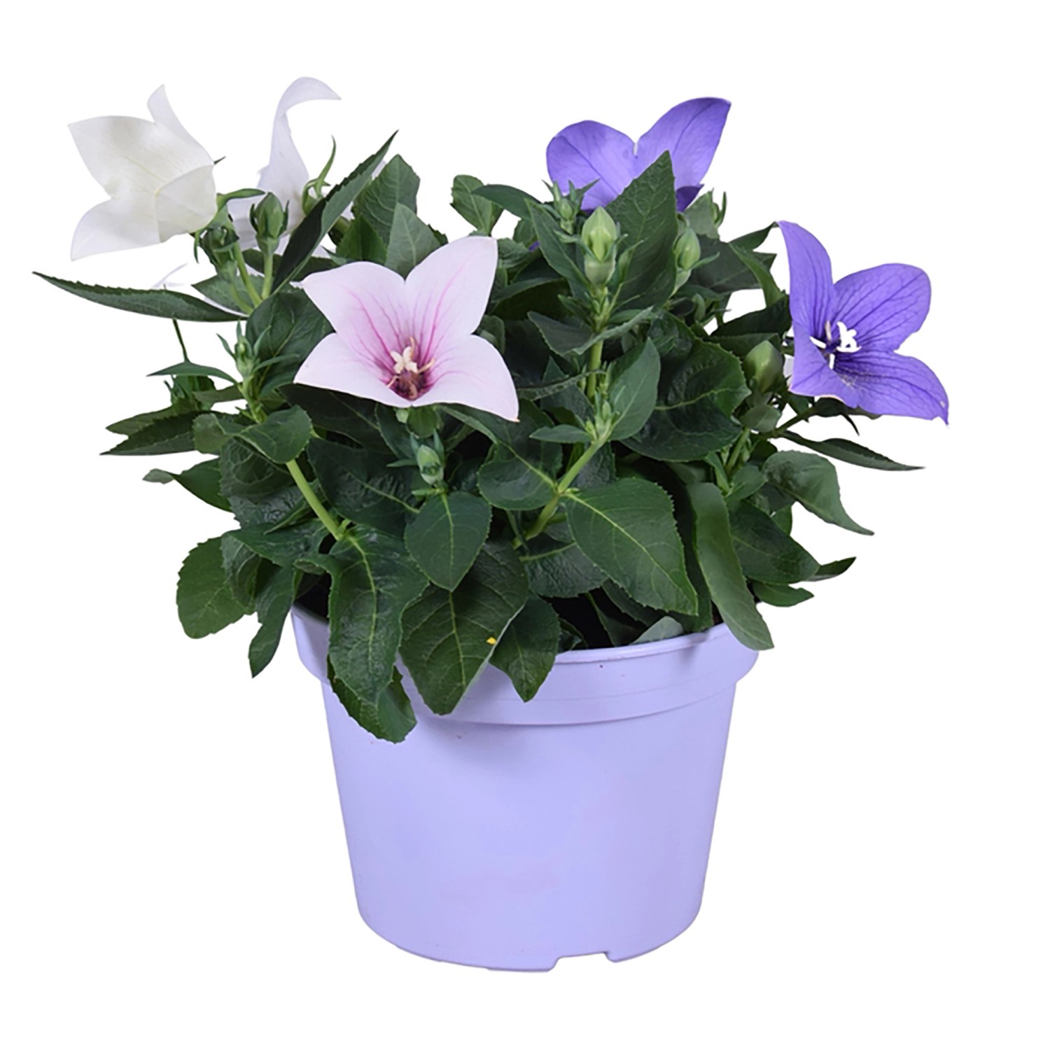 Großblütige Ballonblume Trio TopfØ ca. 15 cm Platycodon grandiflorus