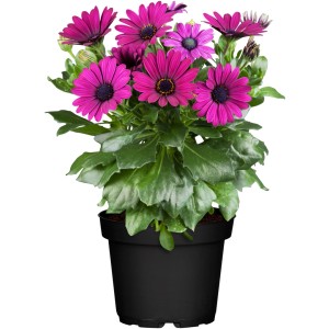 Kapkörbchen im Topf, pinke Blüten, grüne Blätter. GROW by OBI Stehpflanze.