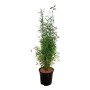 Schirmbambus Fargesia rufa, ca. 50-60 cm hoch im 19 l Topf.