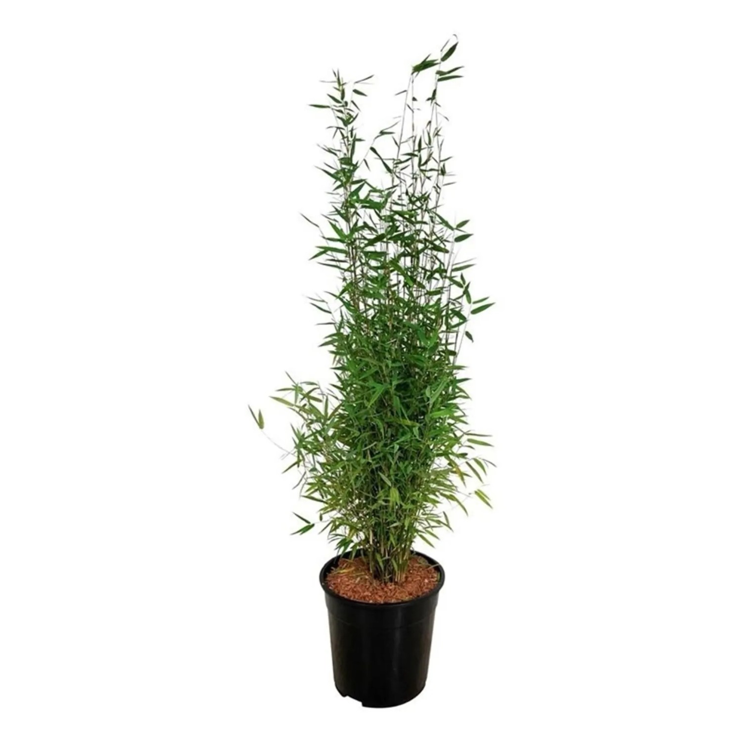 Schirmbambus Fargesia rufa, ca. 50-60 cm hoch im 19 l Topf.