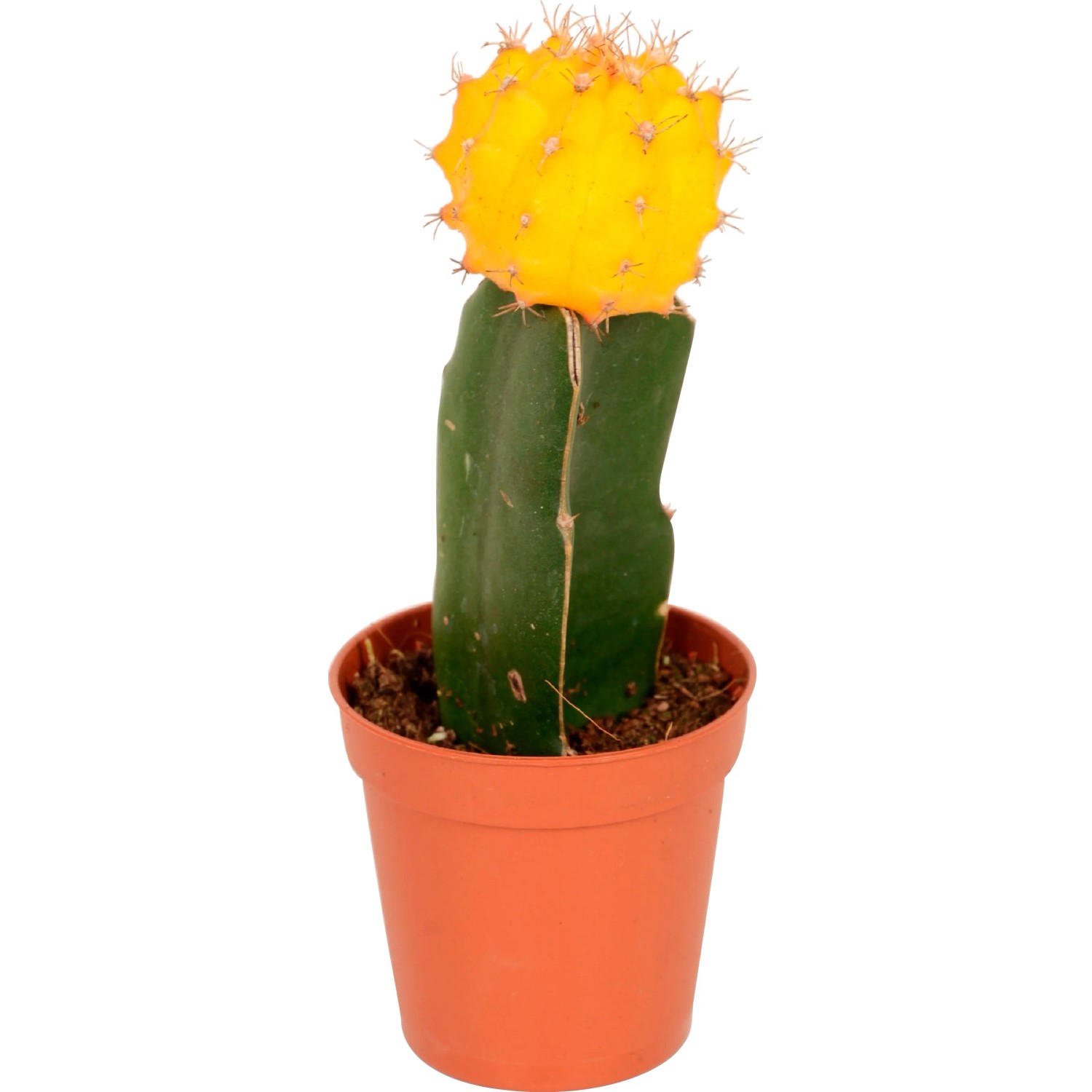 Veredelter Kaktus "Neon Style" Hhe ca. 20 - 25 cm Topf- 8,5 cm kaufen bei  OBI