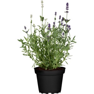 GROW by OBI Lavendel "Duo Blue White" ca. 10 - 20 cm Lavandula angustifolia