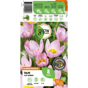 GROW by OBI Tulpe Lilac Wonder, rosa, 8 Stück. Blumenzwiebeln für Beet und Garten.