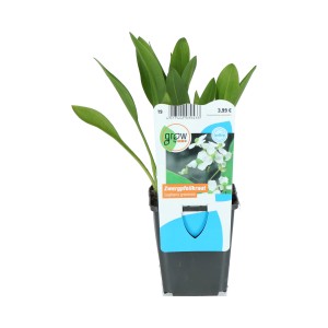 Grasblättriges Pfeilkraut (Sagittaria graminea) im Topf, eine winterharte Staude für den Teich.