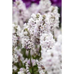 Lavendel Rosa Topf-Ø ca. 17 cm Lavandula angustifolia