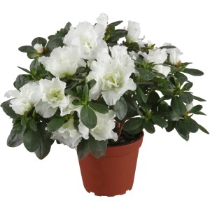 Zimmer-Azalee mit weißen Blüten im braunen Topf, ca. 12-15 cm Pflanzen-Ø.