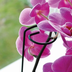 Bellissa Doldenstütze 60cm im 3er-Set, Rankhilfe für Pflanzen mit pinkfarbenen Blüten.