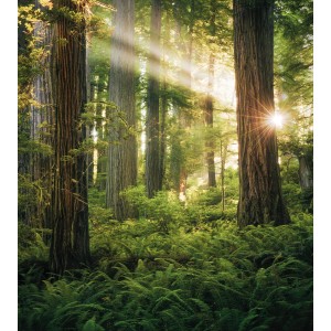 Vlies Fototapete Goblins Woods, 250x280 cm, mit Waldmotiv und Sonnenstrahlen.