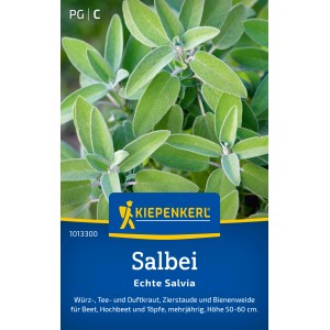 Kiepenkerl Salbei Echte Salvia: Nahaufnahme der grünen, aromatischen Blätter der Kräuterpflanze.