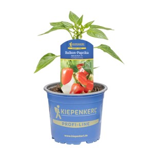 Kiepenkerl Paprika Belinda Rot im Topf, junge Pflanze mit roten Paprikafrüchten.