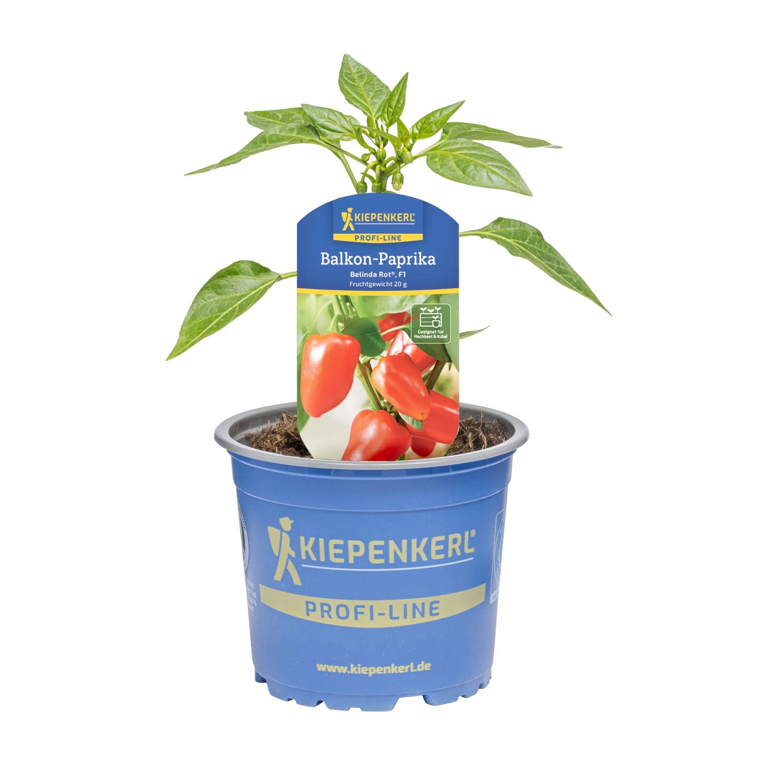 Kiepenkerl Paprika Belinda Rot im Topf, junge Pflanze mit roten Paprikafrüchten.