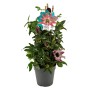 Passionsblume im Topf, Farbenauswahl zufällig. Kletterpflanze mit exotischen Blüten.