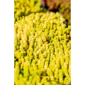 Gelber Scharfer Mauerpfeffer (Sedum) im Topf, eine bodendeckende und pflegeleichte Polsterstaude.