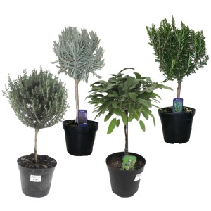 Gewürze Mix: Sortenauswahl mit Lavendel, Rosmarin, Thymian und Salbei im Topf.