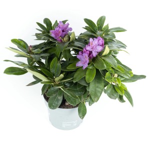 Rhododendron mit lila Blüten im Topf, ca. 30 cm hoch. Immergrüne Pflanze für Garten und Beet.