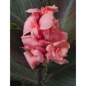 Indisches Blumenrohr mit rosa Blüten im Topf (18x18cm).