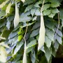 Blauregen (Wisteria) mit grünen Blättern und hellen Fruchtständen im Detail.