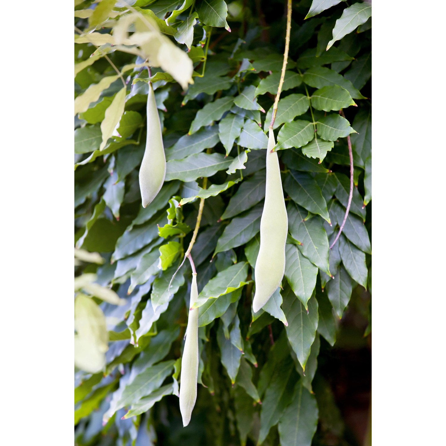 Blauregen (Wisteria) mit grünen Blättern und hellen Fruchtständen im Detail.