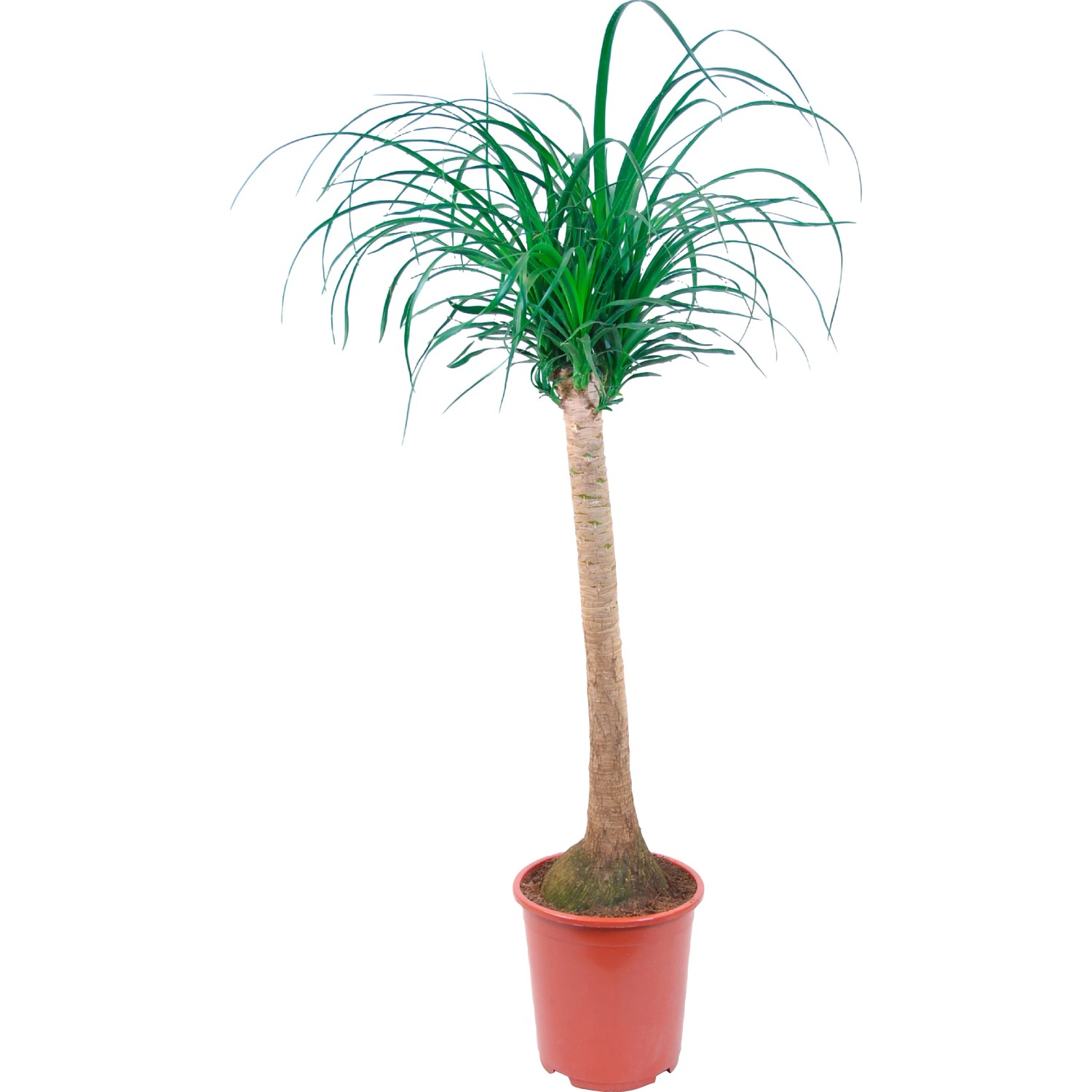 Elefantenfu Hhe ca. 110 - 115 cm Topf- ca. 27 cm Beaucarnea recurvata  kaufen bei OBI