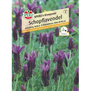 Sperli Schopflavendel 'Kronjuwel' mit lila Blüten, geeignet für Balkon und Kübel.