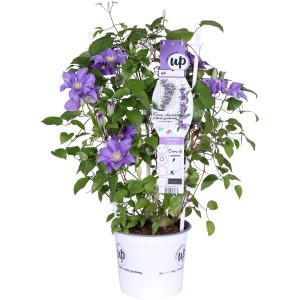 Waldrebe "Olympia" Höhe ca. 65 cm Topf ca. 3 l Clematis