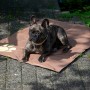 Braune Kühlmatte für Hunde (99,5x70cm) mit Pfotenmuster, Hund liegt entspannt darauf.