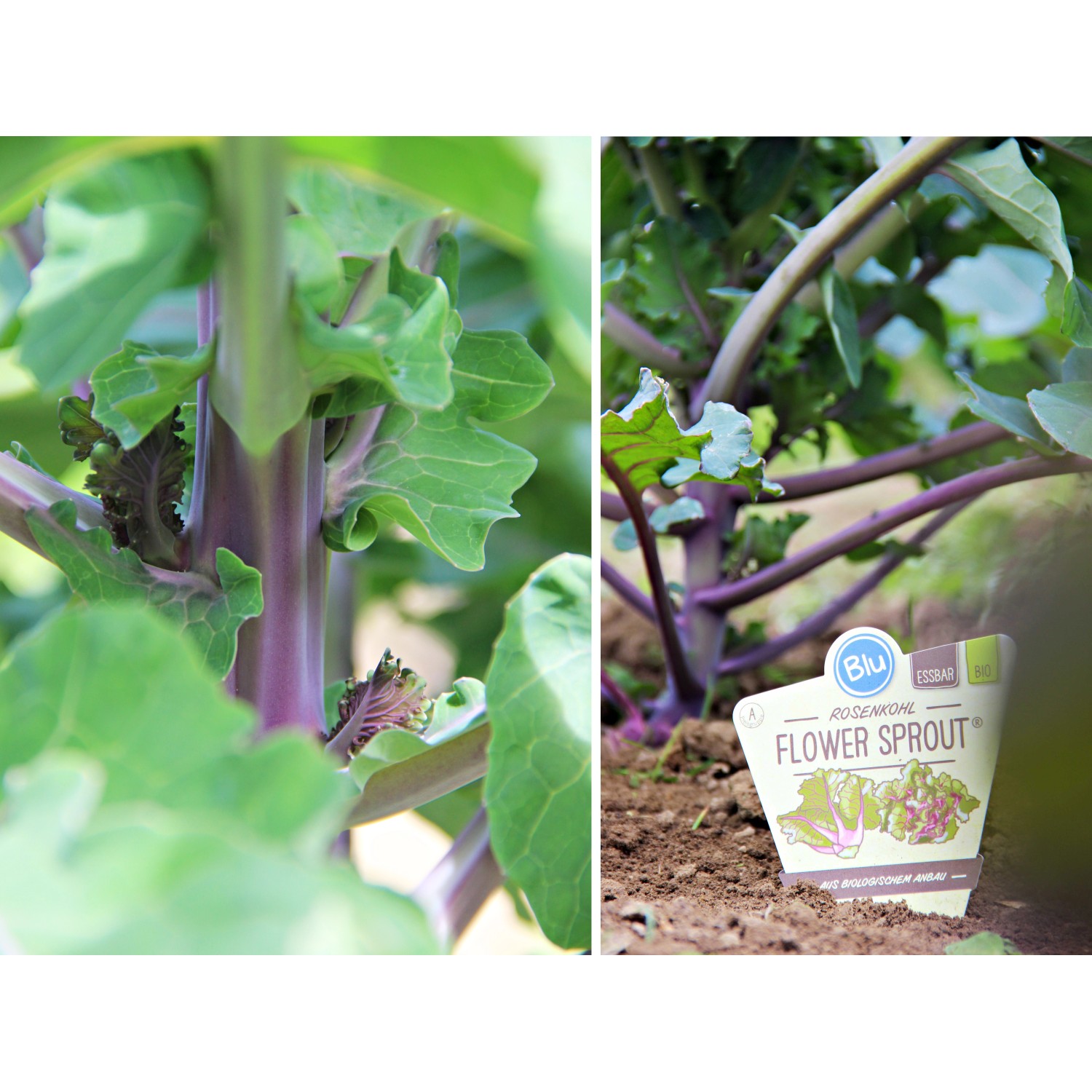 Blu Bio-Rosenkohl &amp;quot;Flower Sprout&amp;quot; Topf-Ø ca. 12 cm Brassica ole. var ...