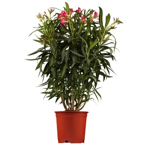Oleander im Topf, ca. 30 cm Durchmesser, mit rosa Blüten. Blühende Kübelpflanze für Balkon und Terrasse.