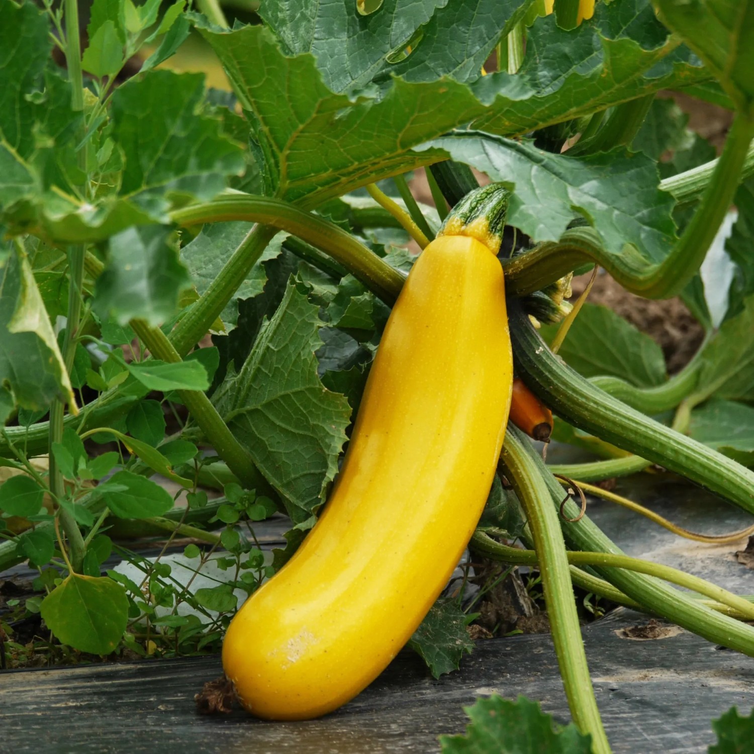 welchen dünger im herbst für rasen TerraDomi Herbstdünger Kali Dünger Kalium Dünger I Wurzelstärkung und  Pflanzenkräftigung – TerraDomi Onlineshop main image 0