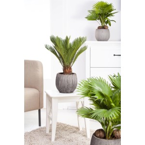 GROW by OBI Palmfarn (Cycas Revoluta), ca. 45 cm hoch, im Topf. Zimmerpalme mit grünen Wedeln.
