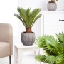 GROW by OBI Palmfarn (Cycas Revoluta), ca. 45 cm hoch, im Topf. Zimmerpalme mit grünen Wedeln.