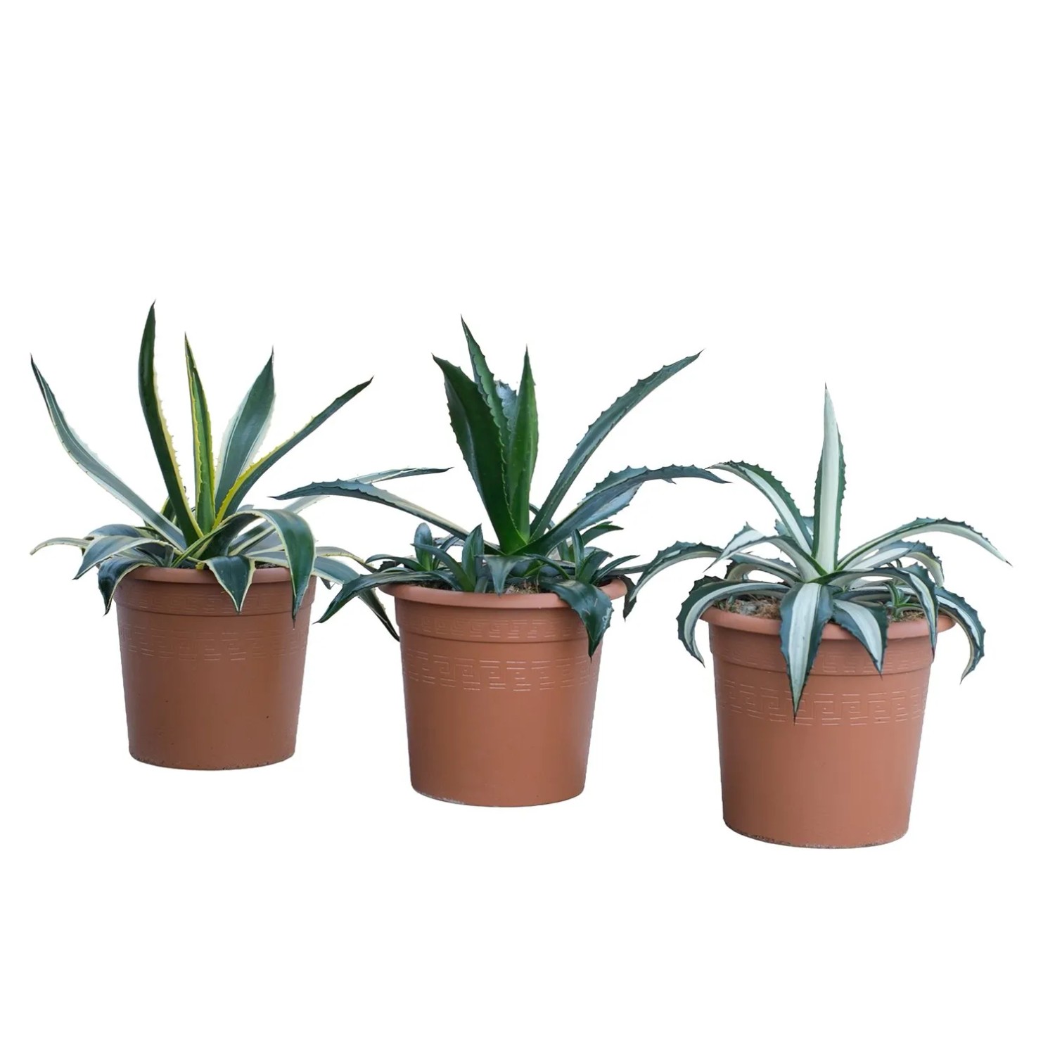GROW by OBI Amerikanische Agave Hhe ca. 20 cm Topf ca. 6 l Agave americana  kaufen bei OBI