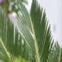 Nahaufnahme eines grünen Palmfarns (Cycas Revoluta) von GROW by OBI, Zimmerpalme mit gefiederten Blättern.