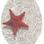 Schütte WC-Sitz Red Starfish mit Absenkautomatik, Holzkern, Seestern-Motiv.