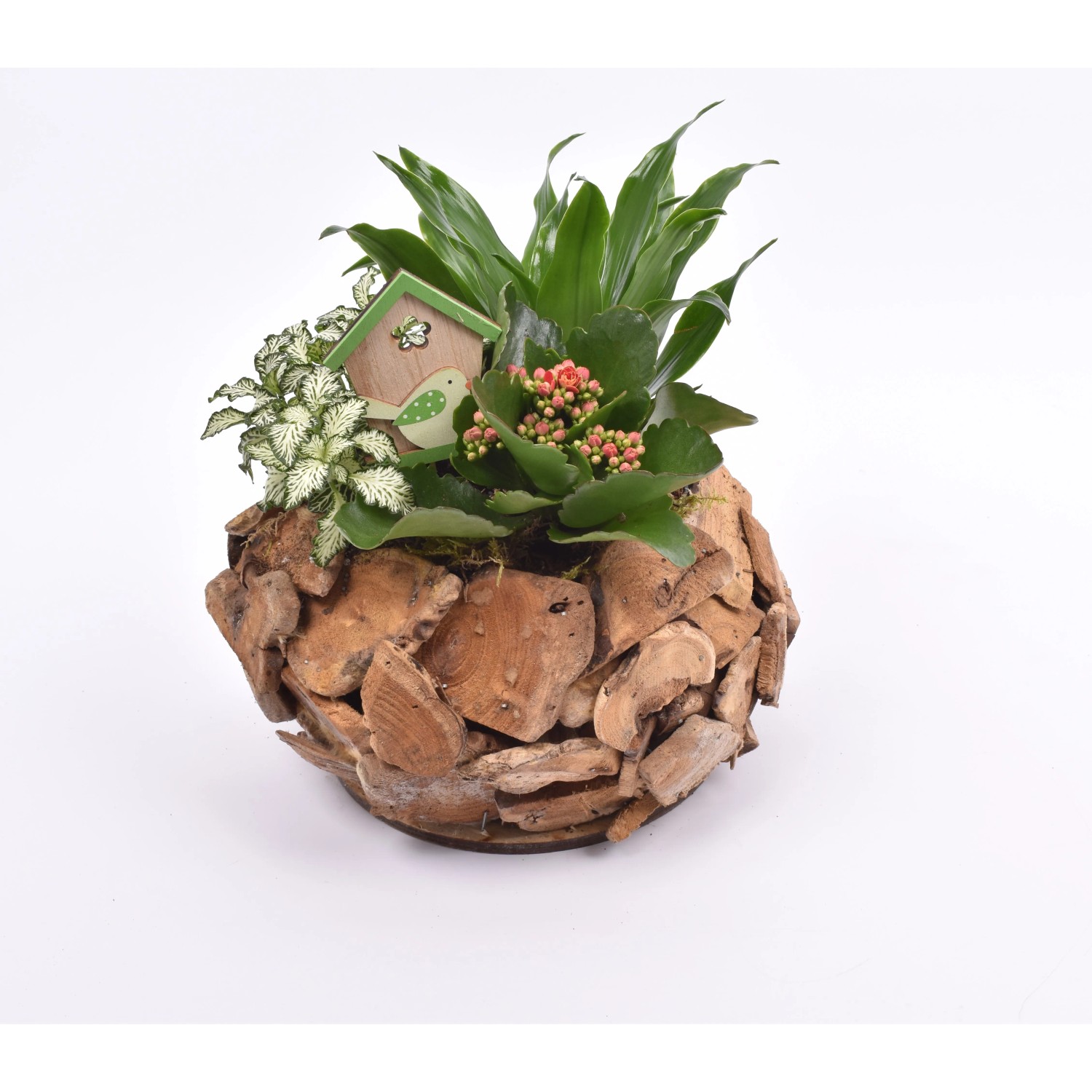 Zimmerpflanzen-Arrangement im Holzkranz Topf- ca. 25 cm kaufen bei OBI